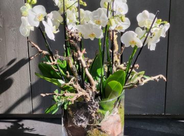 Planten arrangement met witte orchideeën in glazen pot
